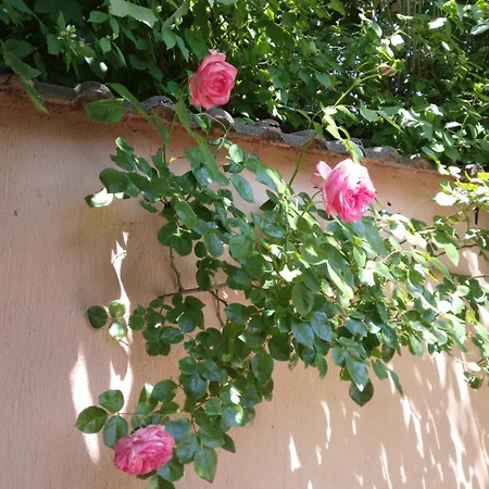 Sirály Ház Apartamento *